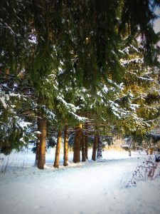 Majestic Snow Covered Pine Trees